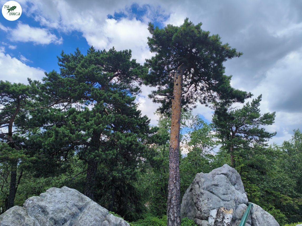 galeria Szczeliniec Wielki lipiec 2023