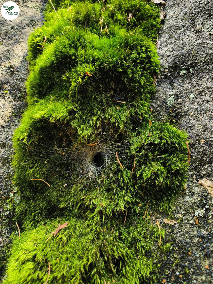 galeria Szczeliniec Wielki lipiec 2023