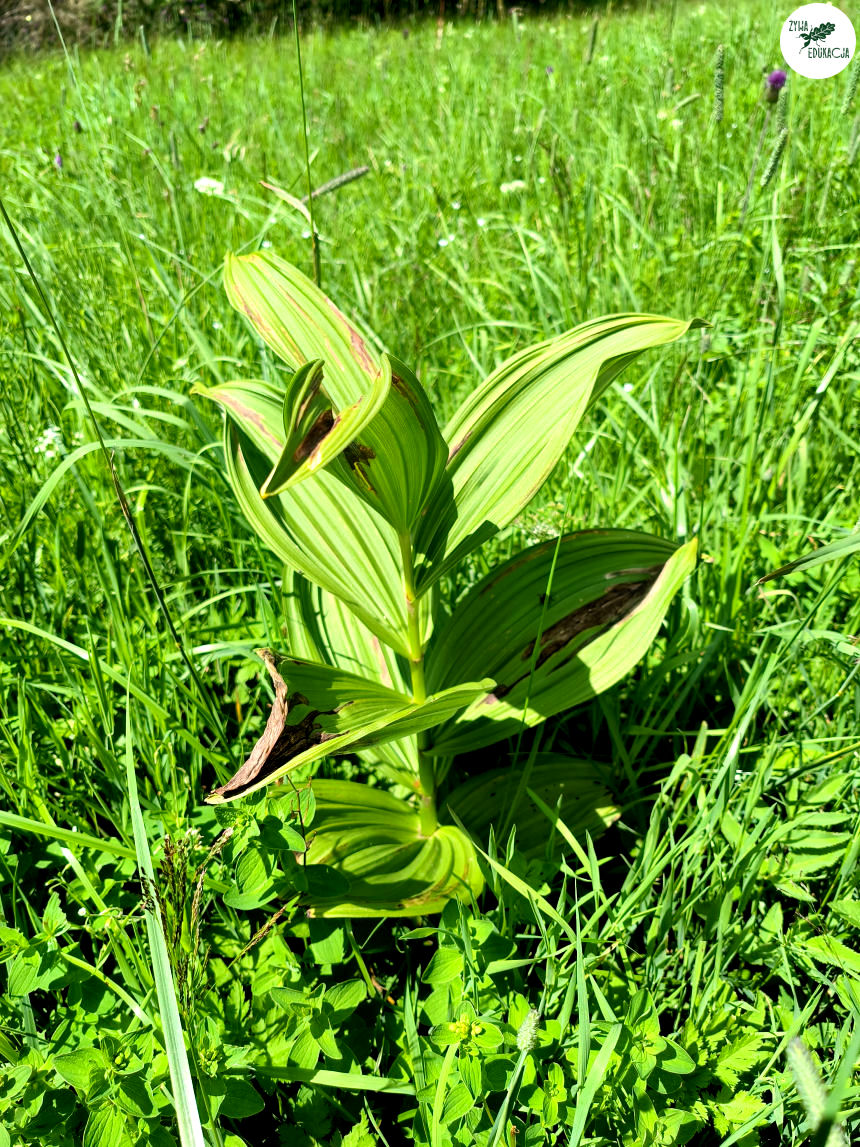 galeria Szczeliniec Wielki lipiec 2023