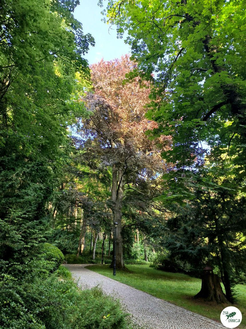 gory stolowe park zdrojowy kudowa zdrój