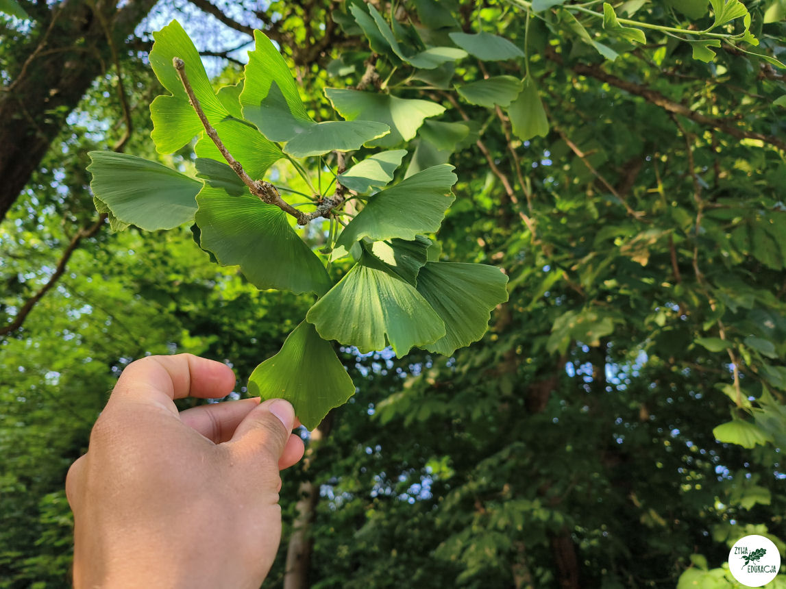gory stolowe park zdrojowy kudowa zdrój
