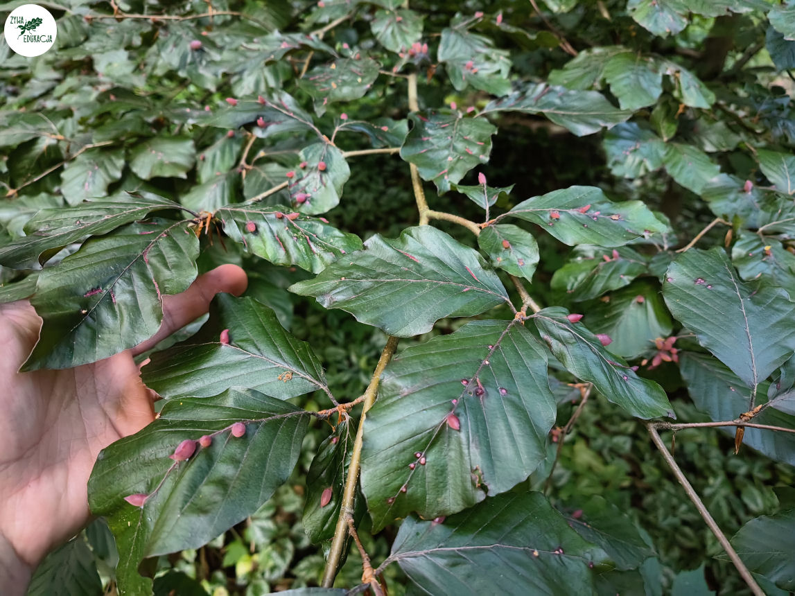 gory stolowe park zdrojowy kudowa zdrój
