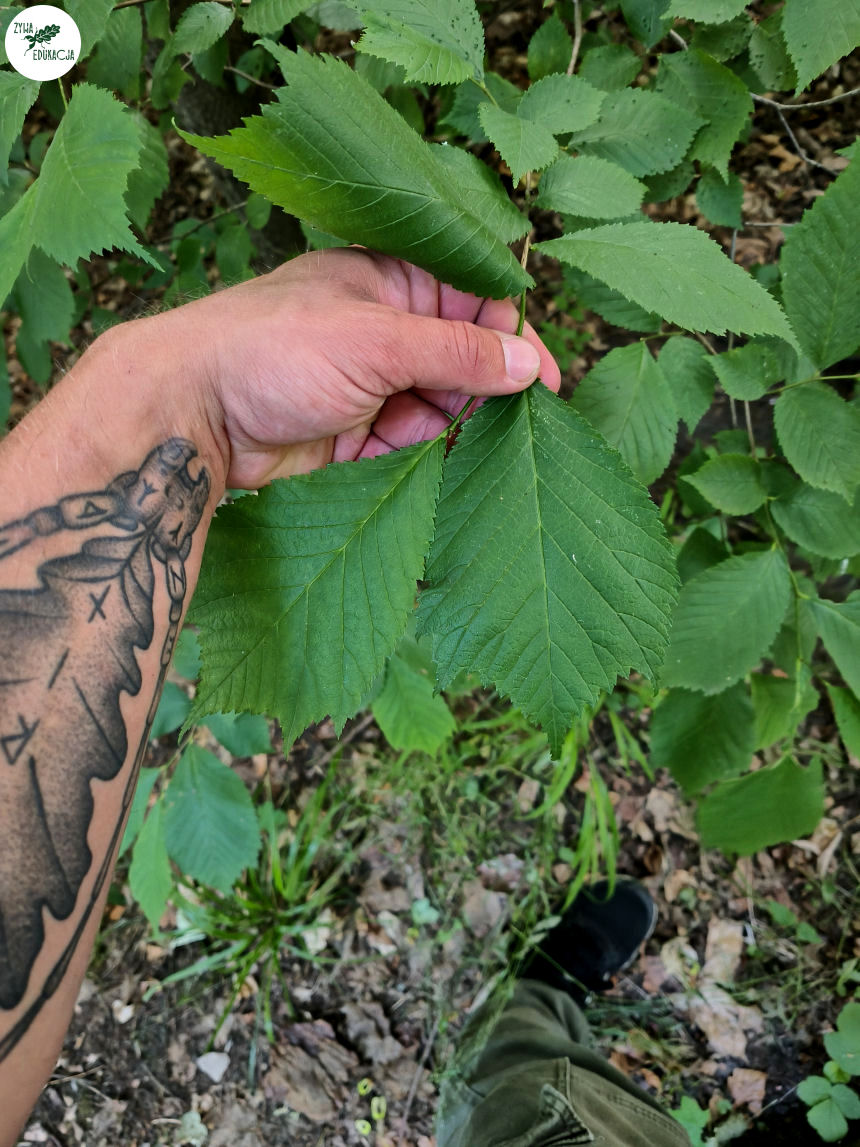 gory stolowe park zdrojowy kudowa zdrój