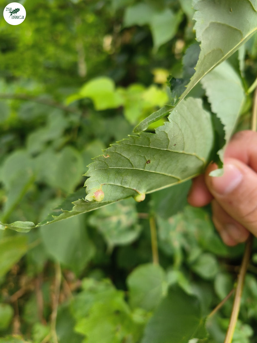 gory stolowe park zdrojowy kudowa zdrój