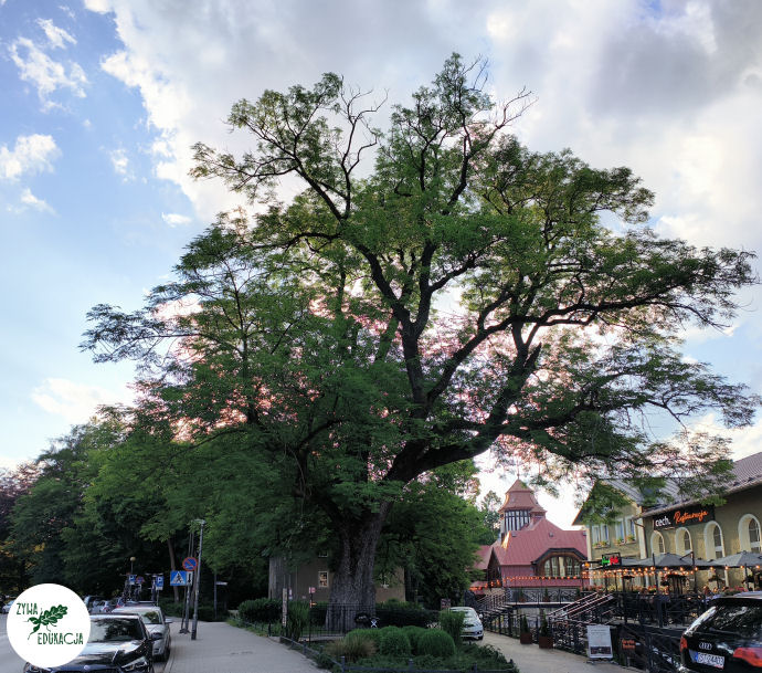 gory stolowe park zdrojowy kudowa zdrój