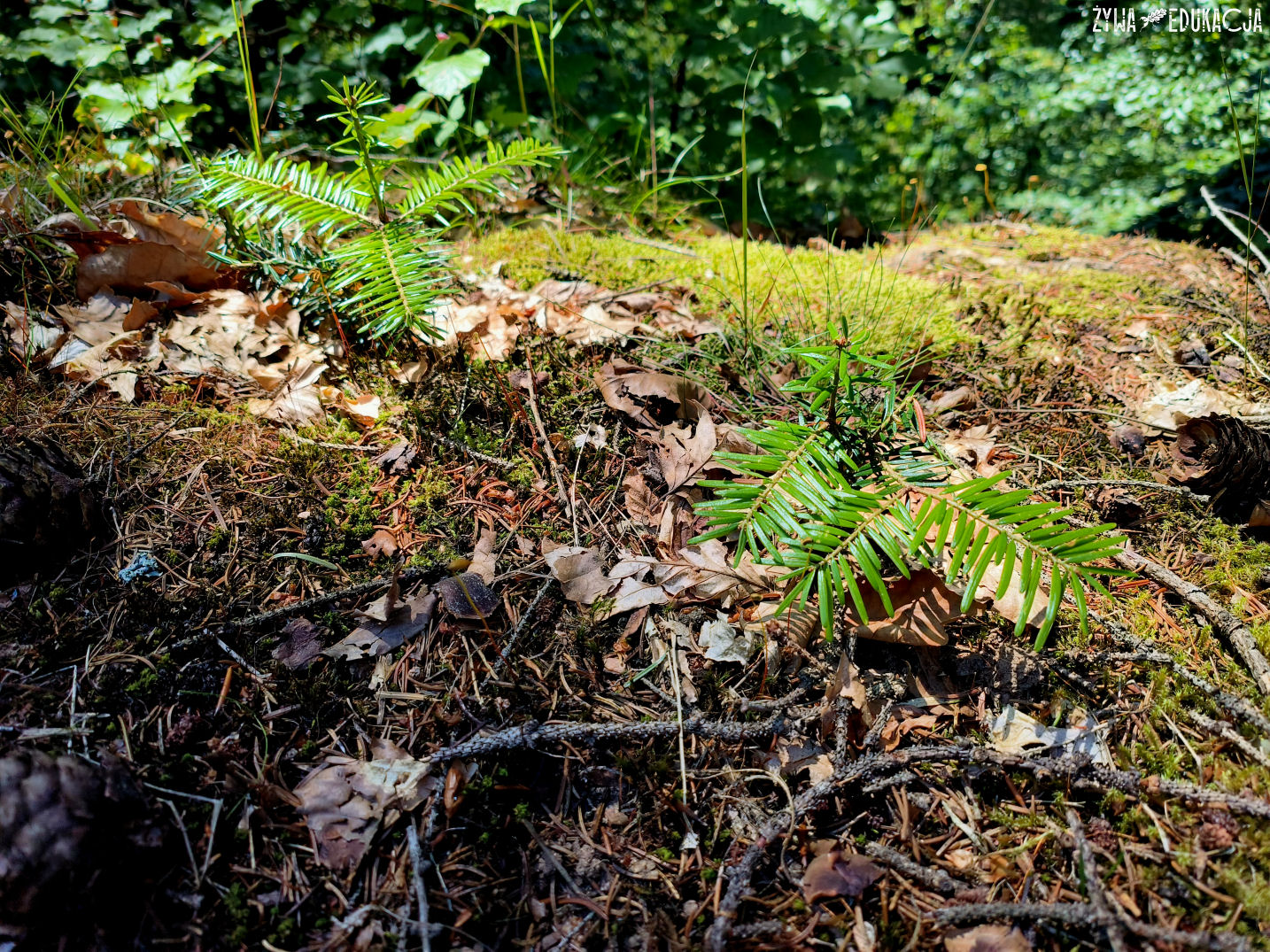 Kudowa Zdrój Czermna