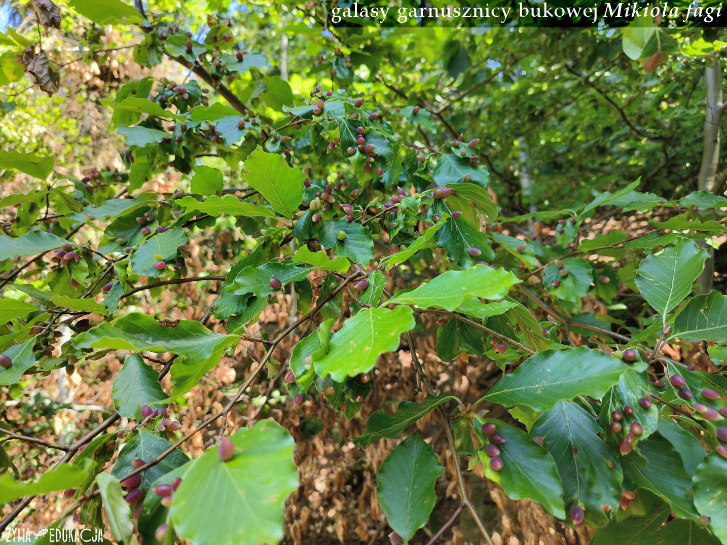 Kudowa Zdrój Czermna