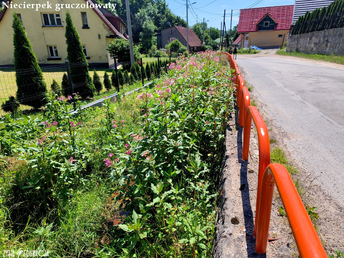 Kudowa Zdrój Czermna