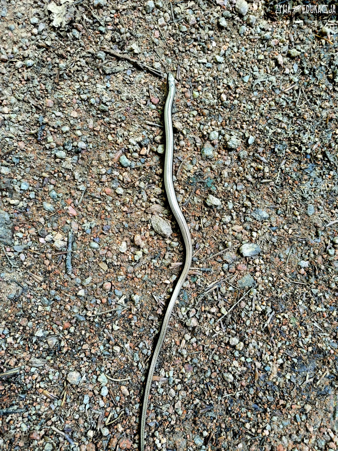 Kudowa Zdrój Czermna