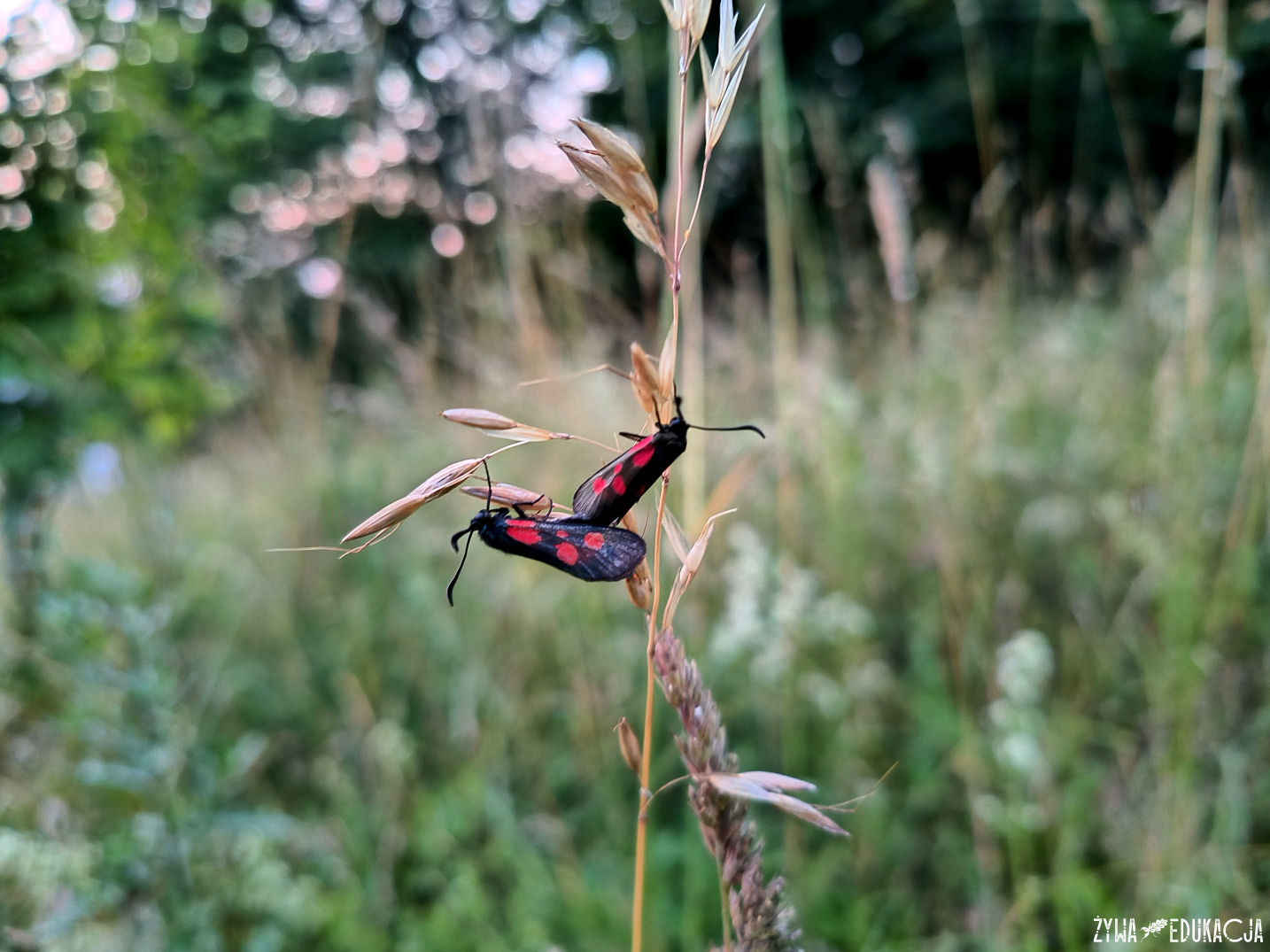 Kudowa Zdrój Czermna