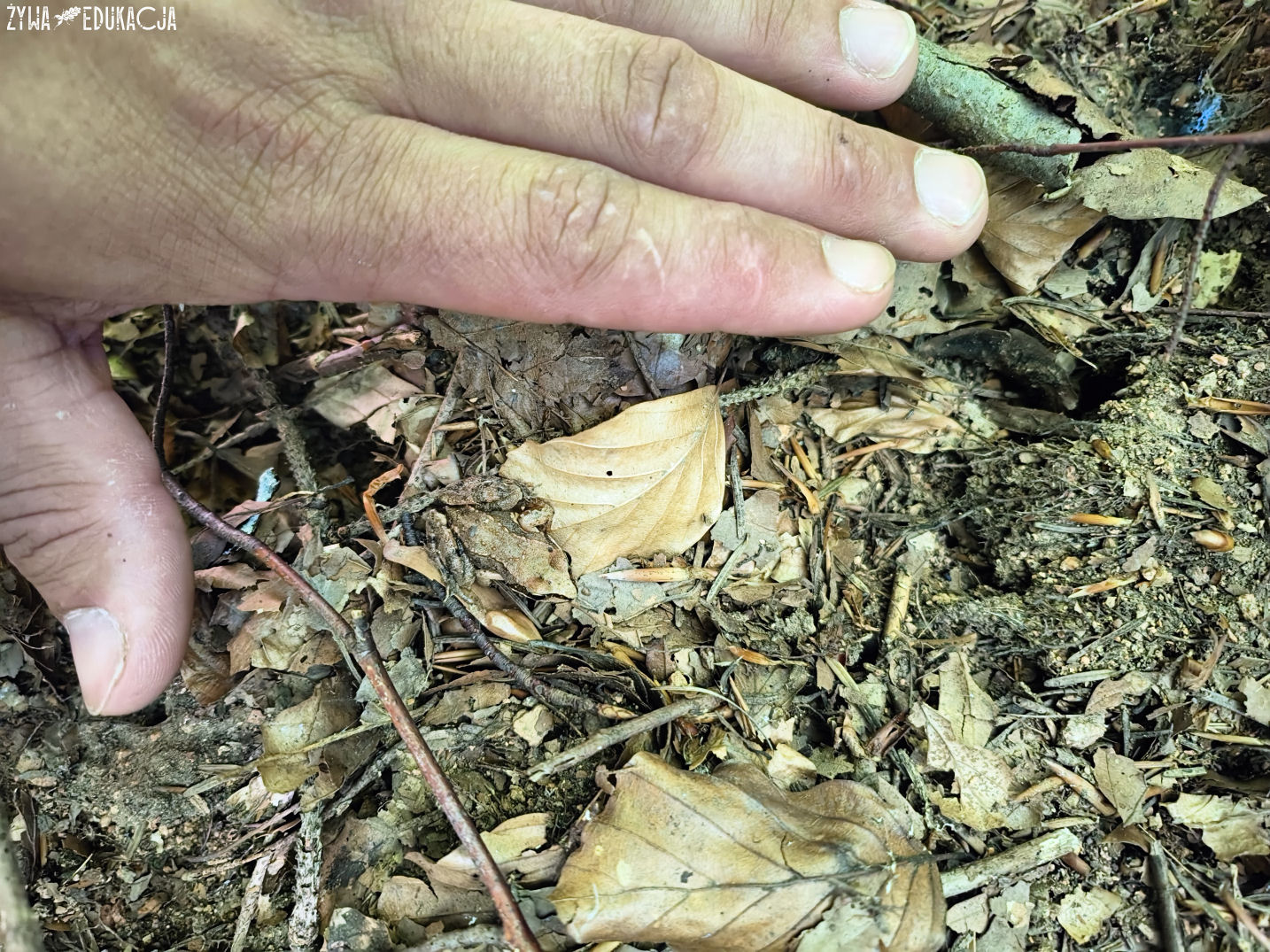 Kudowa Zdrój Czermna