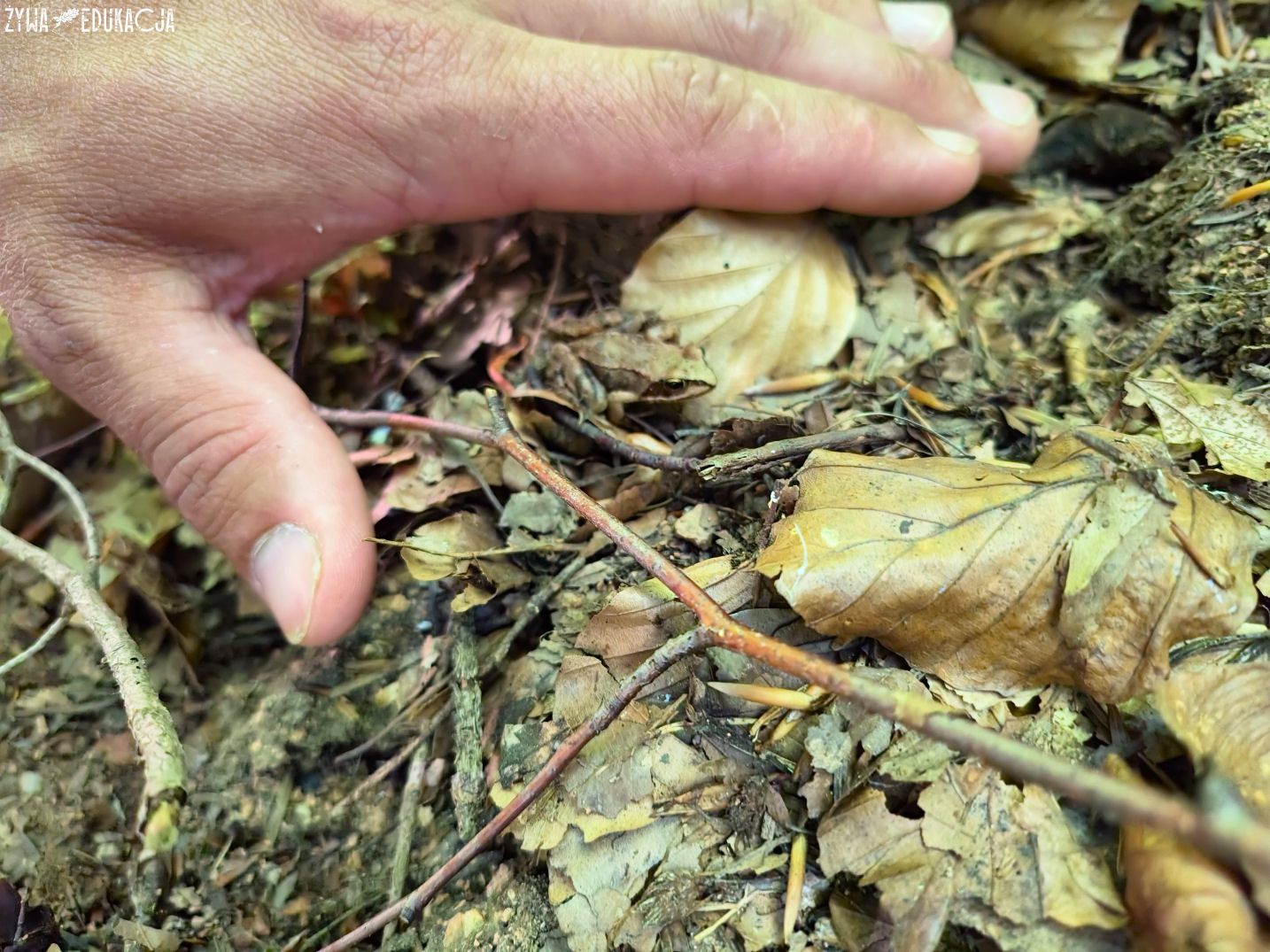 Kudowa Zdrój Czermna