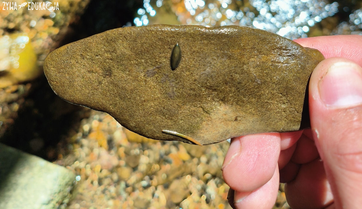 Kudowa Zdrój Czermna