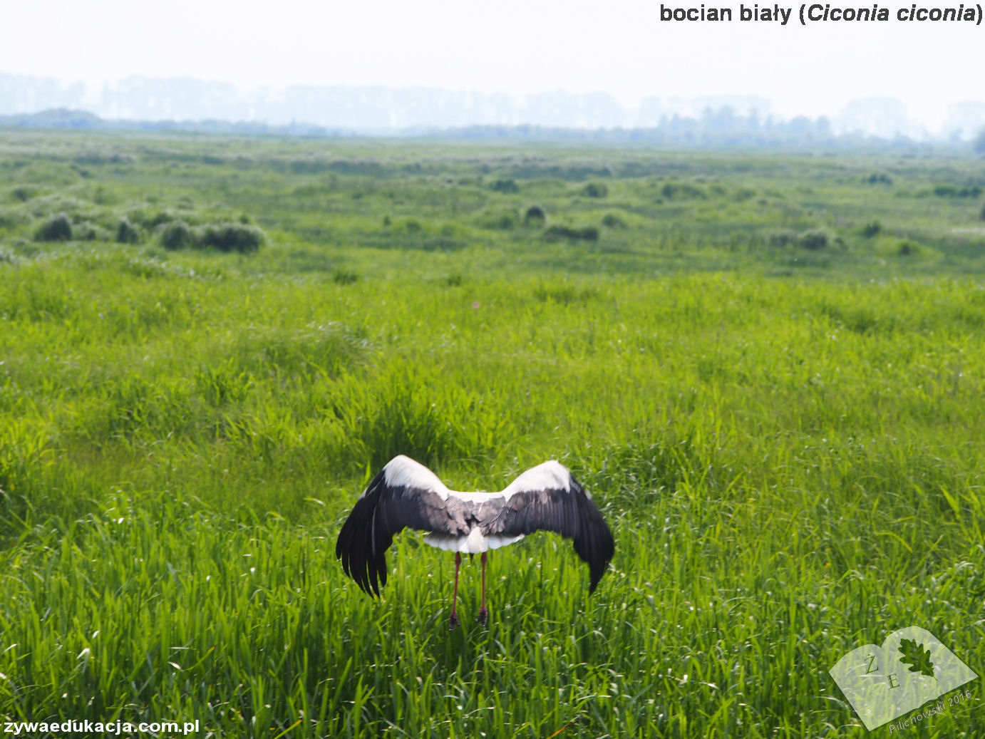 ujscie240516 ciconia cico 01