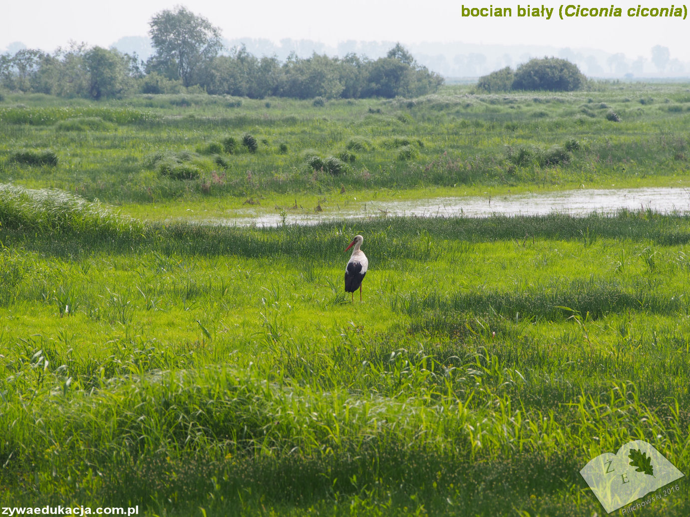 ujscie240516 ciconia cico 03