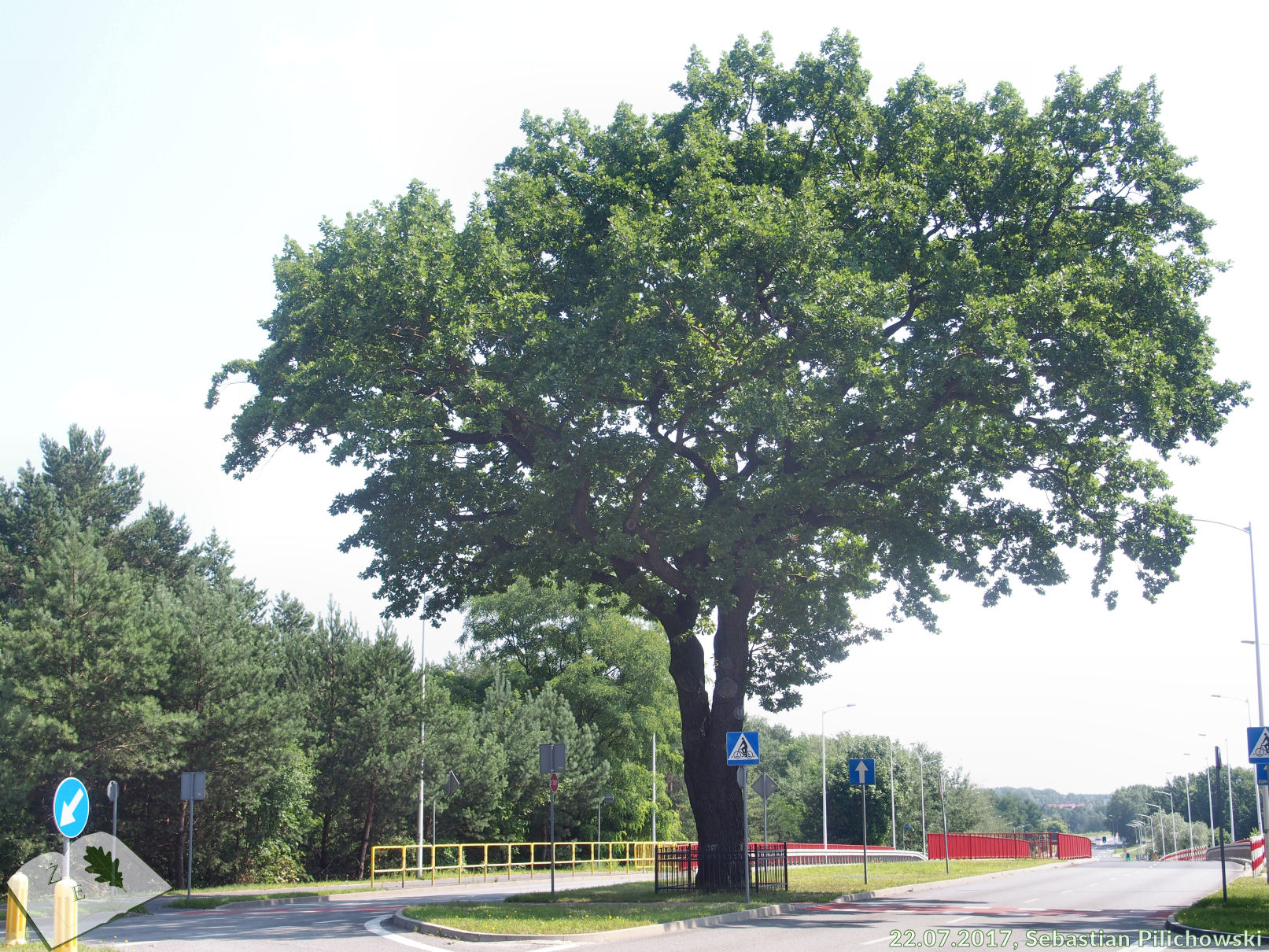 Dąb przy Szosie Kisielińskiej