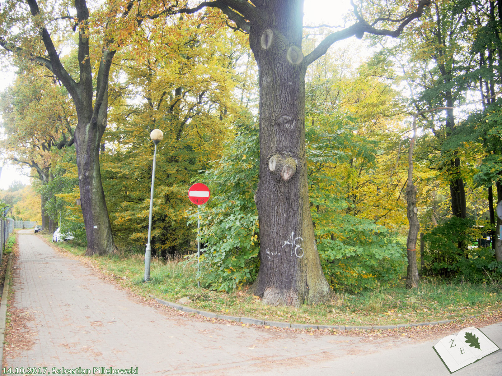 Dąb szypułkowy 'Dobrawa'