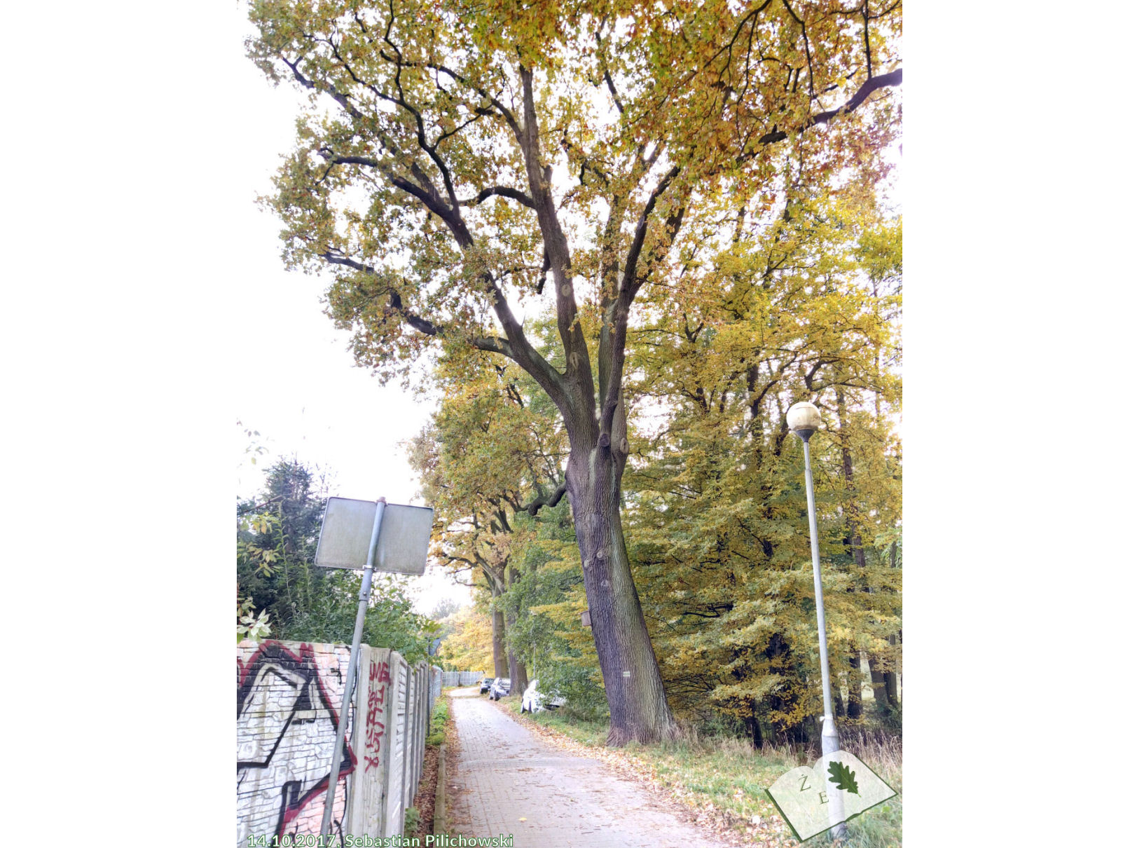 Dąb szypułkowy 'Mieszko'