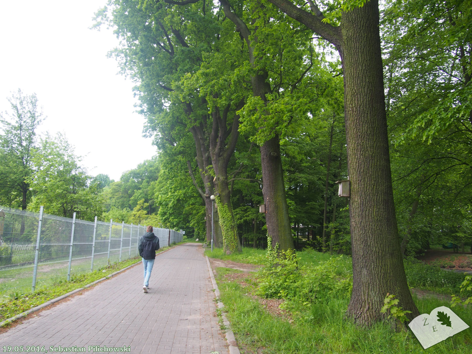 18 dębów szypułkowych