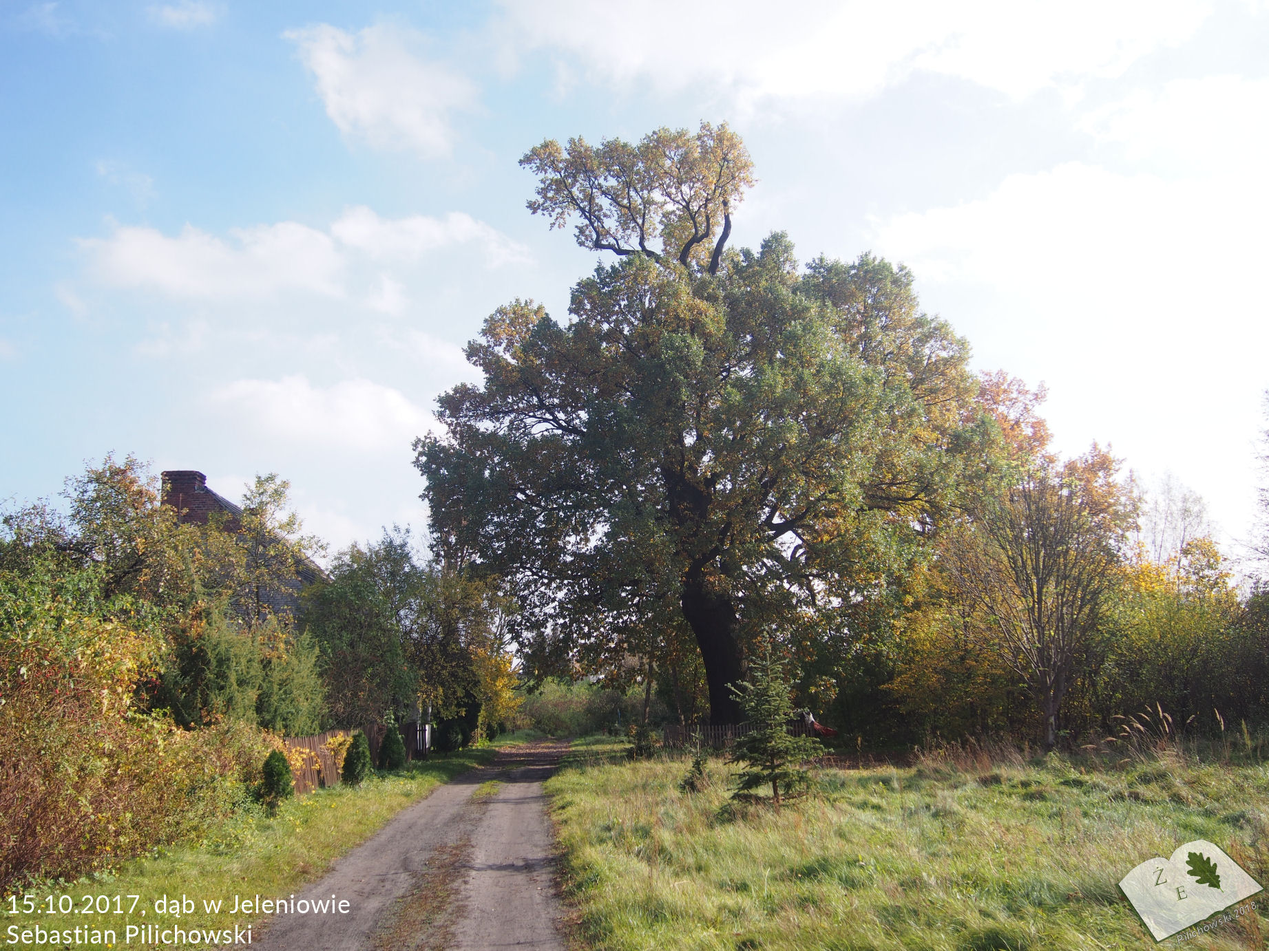 Dąb szypułkowy w Jeleniowie