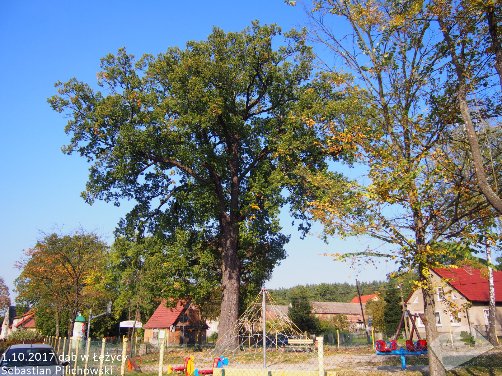Dąb szypułkowy w Łężycy