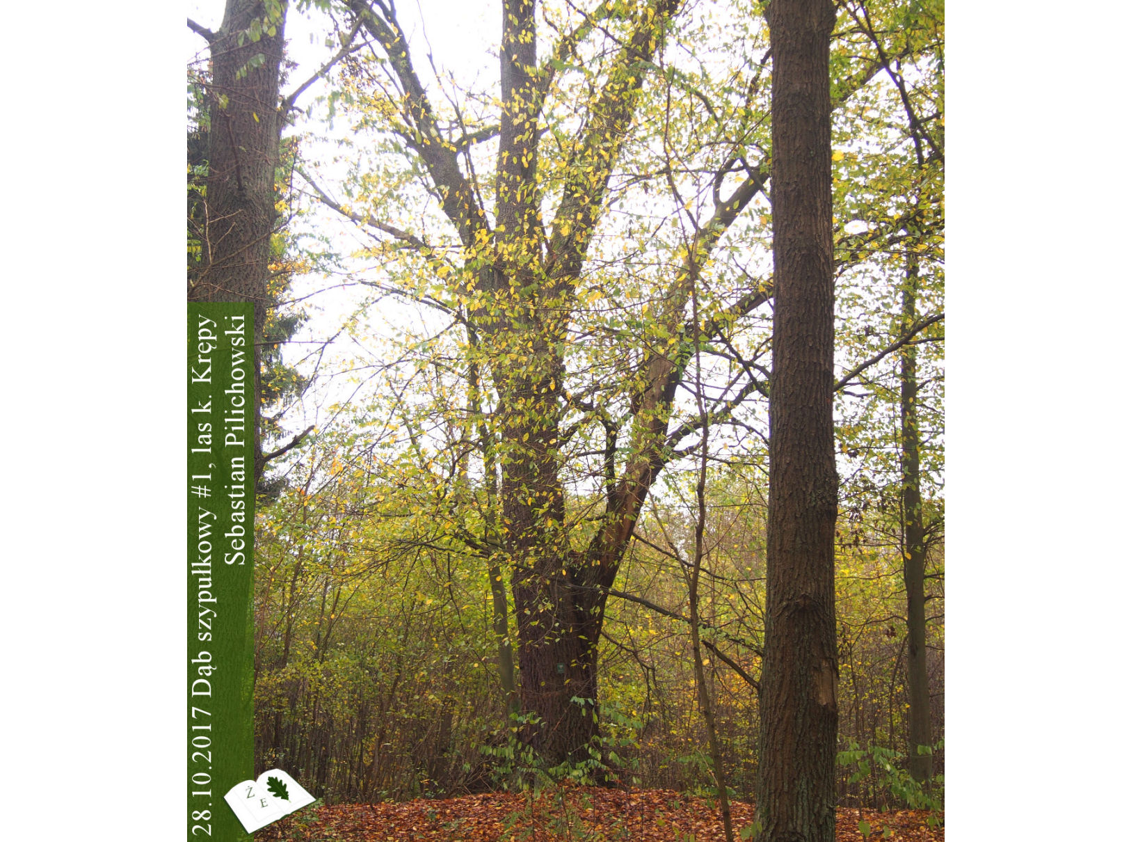 Dąb szypułkowy koło Krępy #1