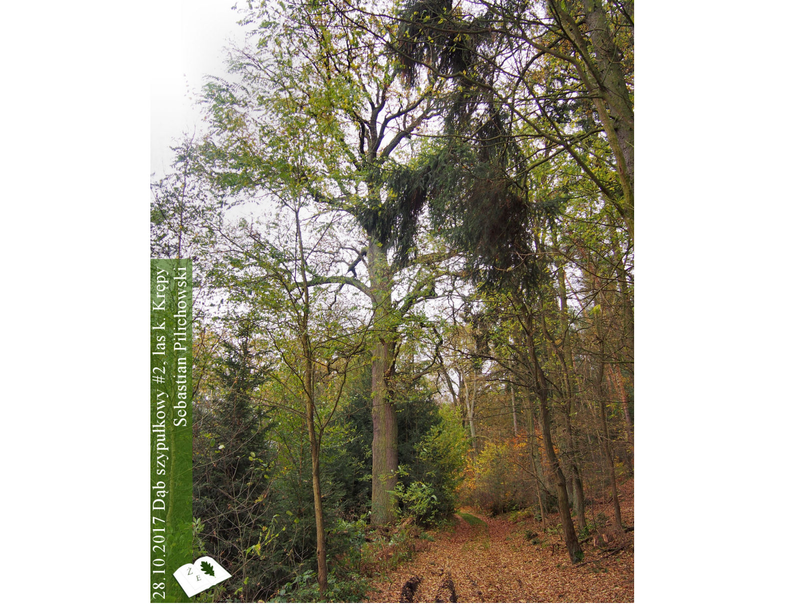 Dąb szypułkowy koło Krępy #2