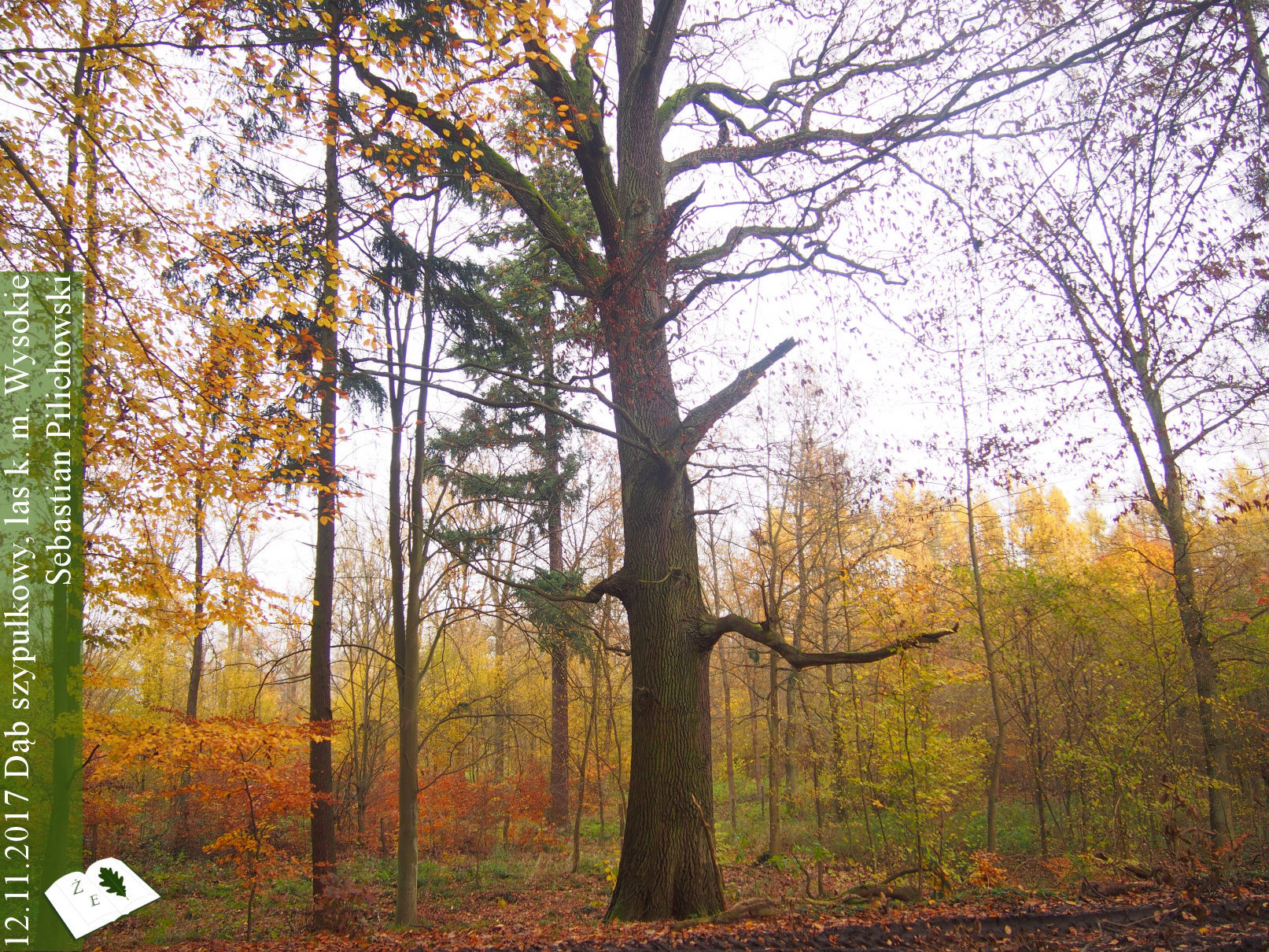 Dąb szypułkowy koło m. Wysokie