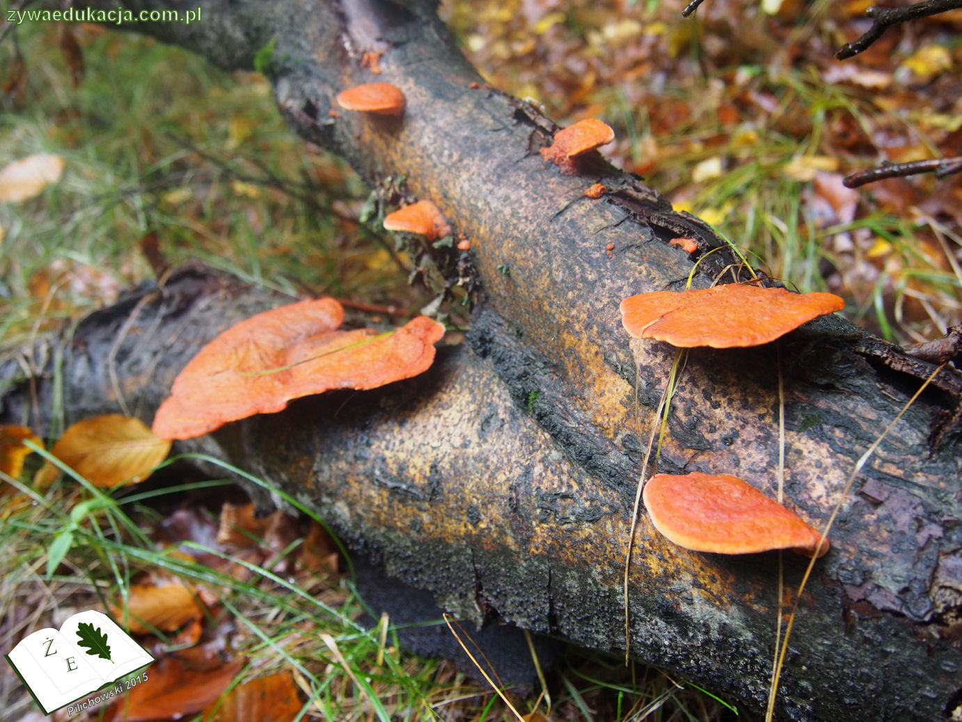 rezerwat przyrody Bukowa Góra gmina Otyń Sebastian Pilichowski Żywa Edukacja Miejski Druid