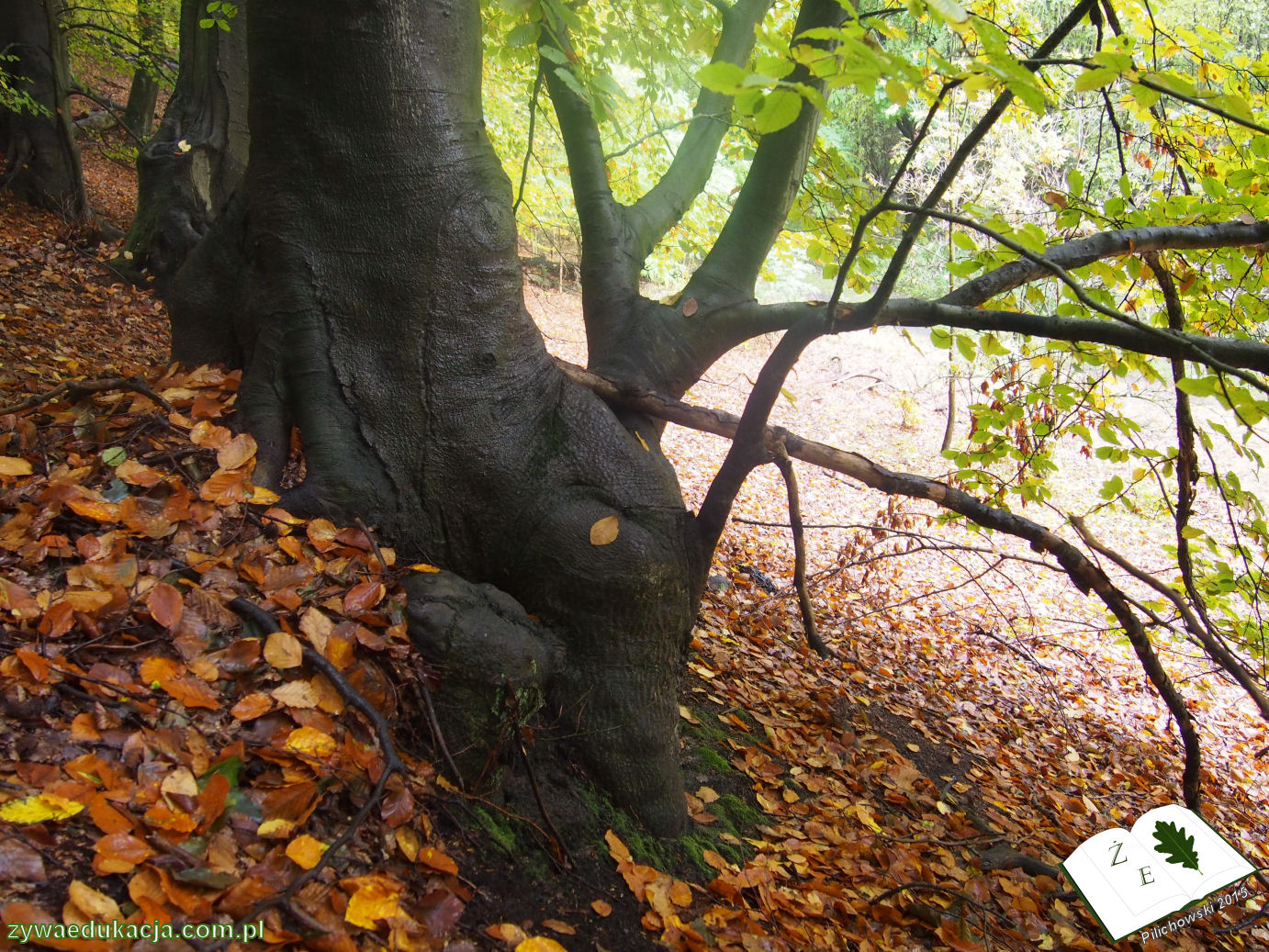 rezerwat przyrody Bukowa Góra gmina Otyń Sebastian Pilichowski Żywa Edukacja Miejski Druid