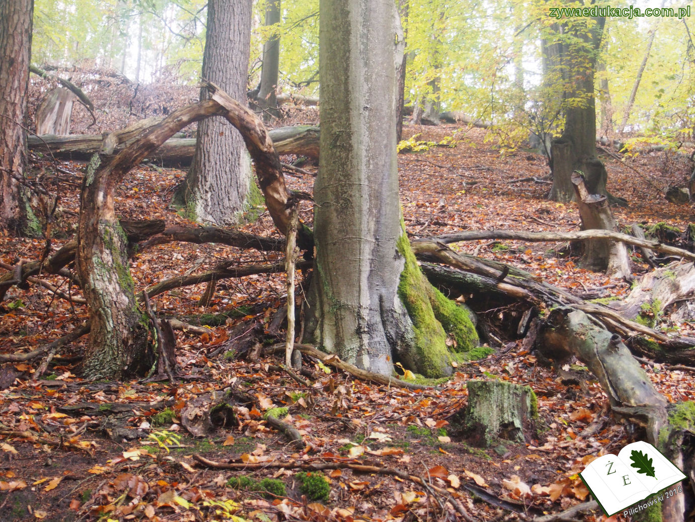 rezerwat przyrody Bukowa Góra gmina Otyń Sebastian Pilichowski Żywa Edukacja Miejski Druid