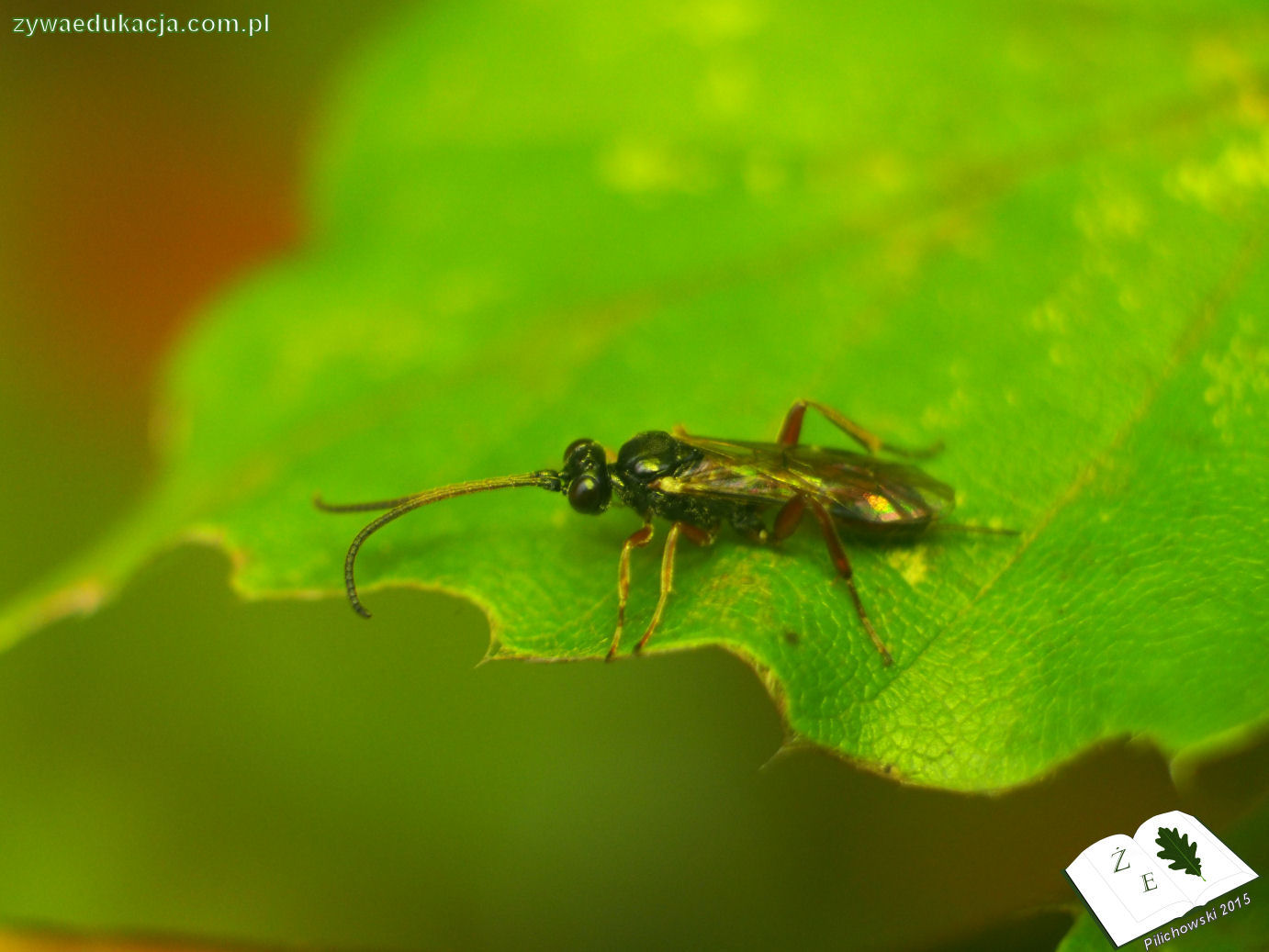 rezerwat przyrody Bukowa Góra gmina Otyń Sebastian Pilichowski Żywa Edukacja Miejski Druid