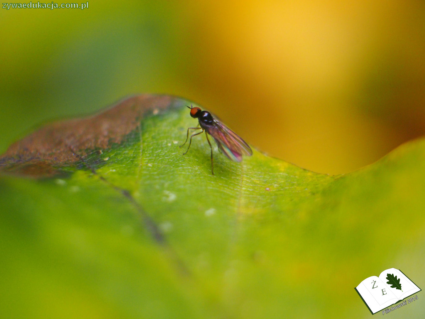 rezerwat przyrody Bukowa Góra gmina Otyń Sebastian Pilichowski Żywa Edukacja Miejski Druid