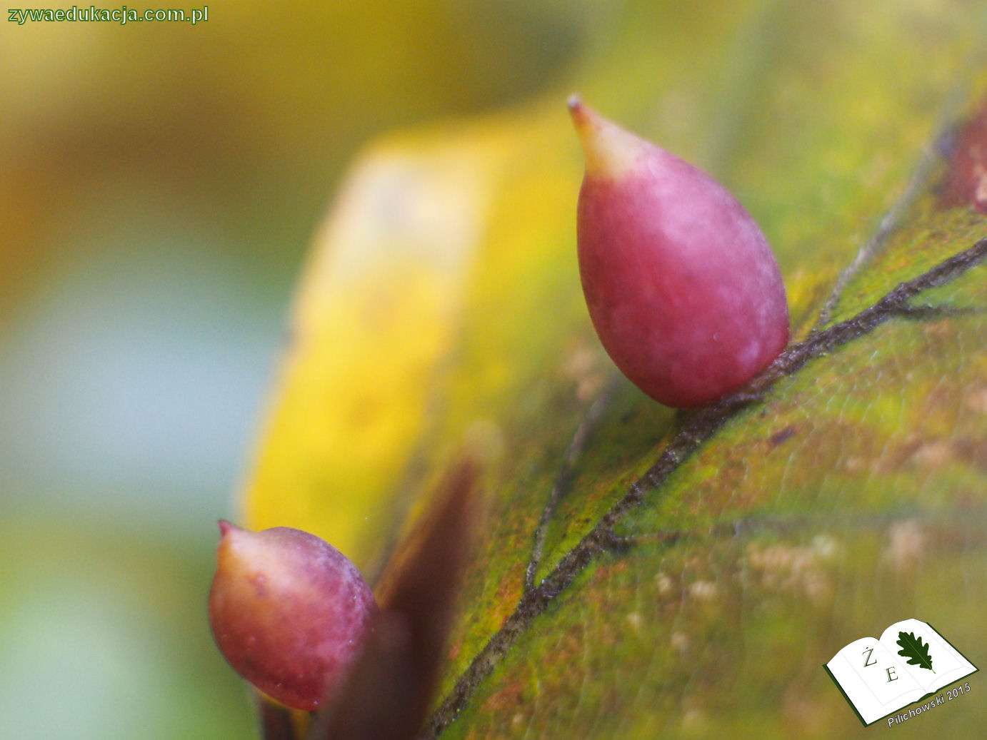 rezerwat przyrody Bukowa Góra gmina Otyń Sebastian Pilichowski Żywa Edukacja Miejski Druid