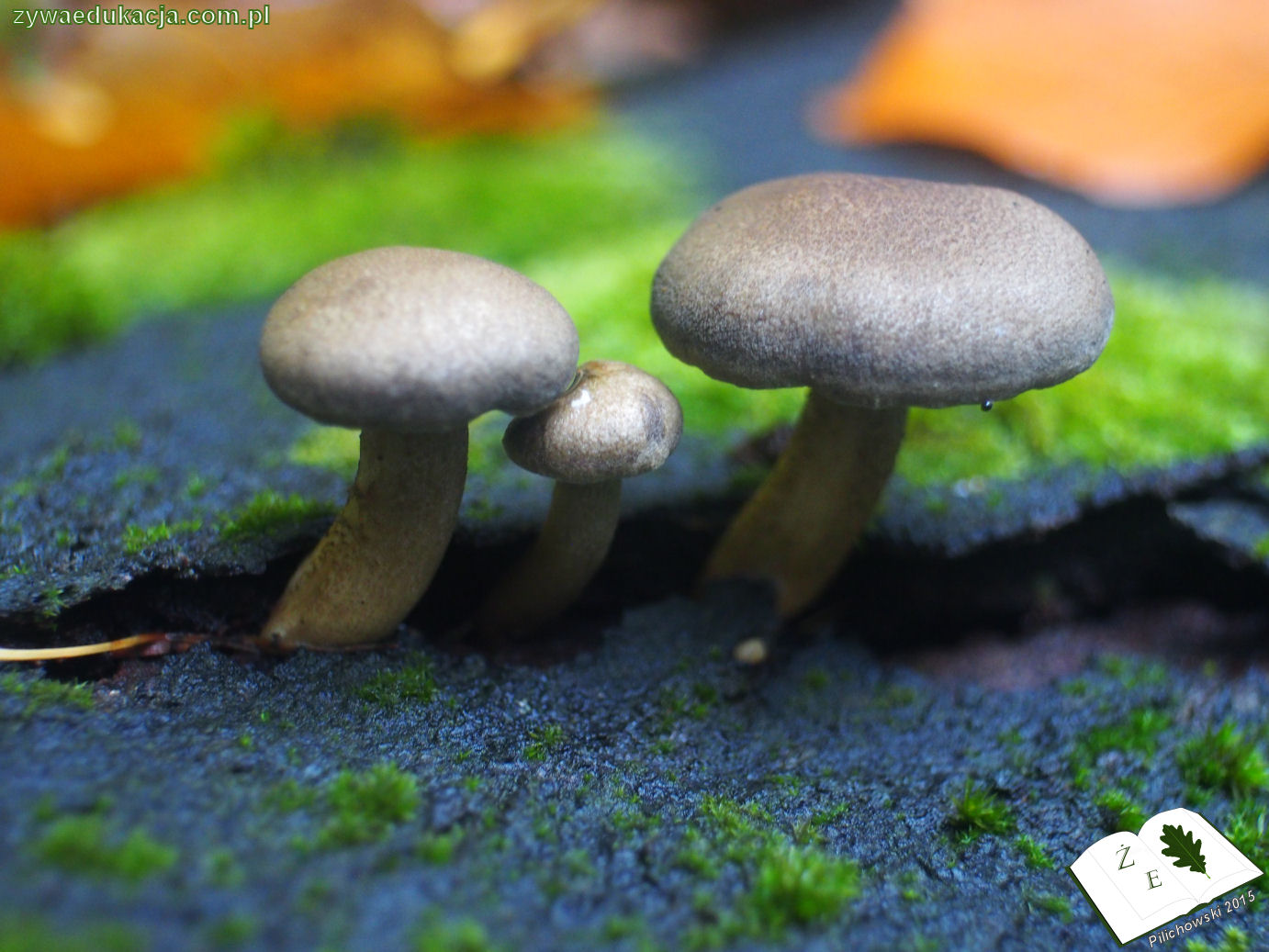 rezerwat przyrody Bukowa Góra gmina Otyń Sebastian Pilichowski Żywa Edukacja Miejski Druid