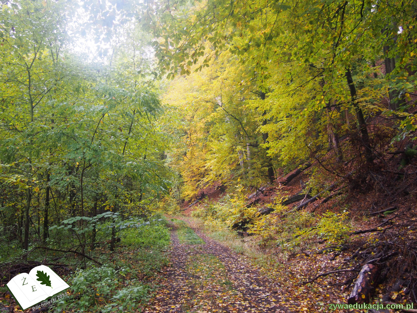 rezerwat przyrody Bukowa Góra gmina Otyń Sebastian Pilichowski Żywa Edukacja Miejski Druid