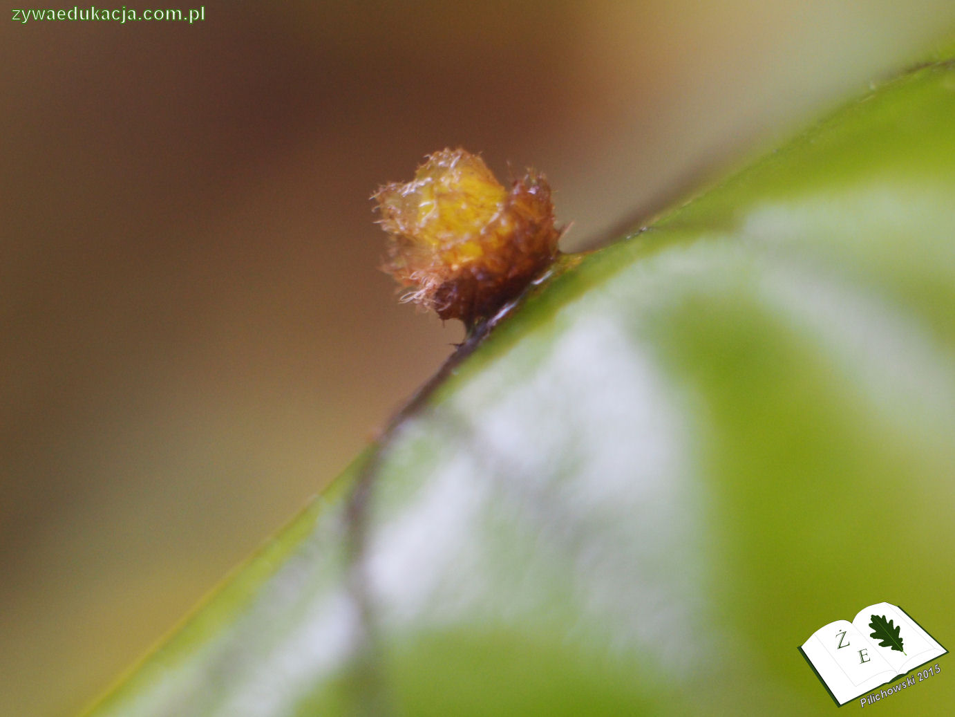 rezerwat przyrody Bukowa Góra gmina Otyń Sebastian Pilichowski Żywa Edukacja Miejski Druid