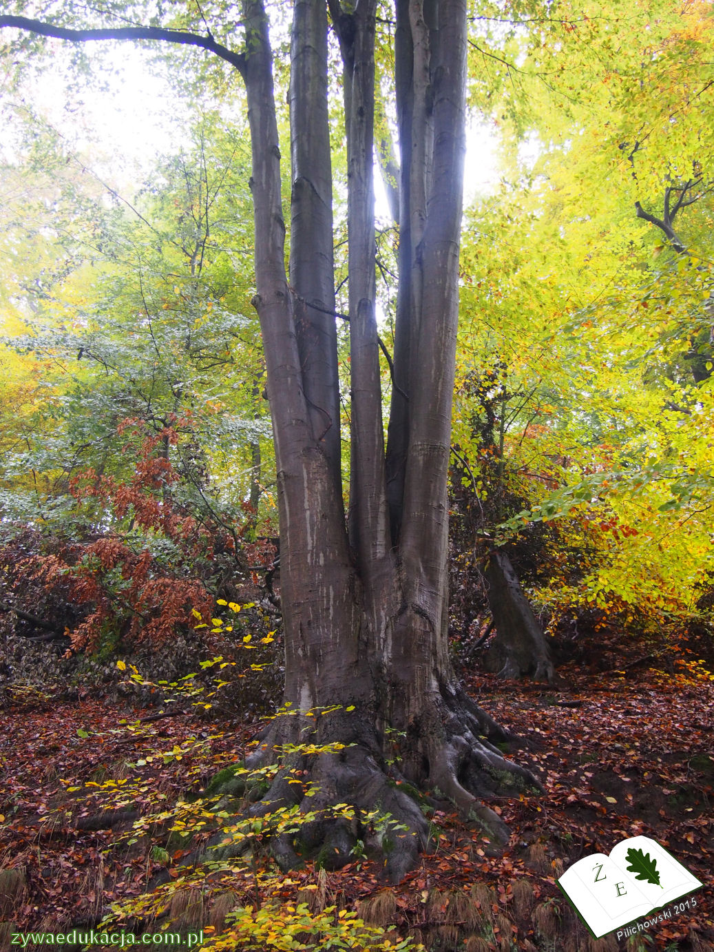rezerwat przyrody Bukowa Góra gmina Otyń Sebastian Pilichowski Żywa Edukacja Miejski Druid