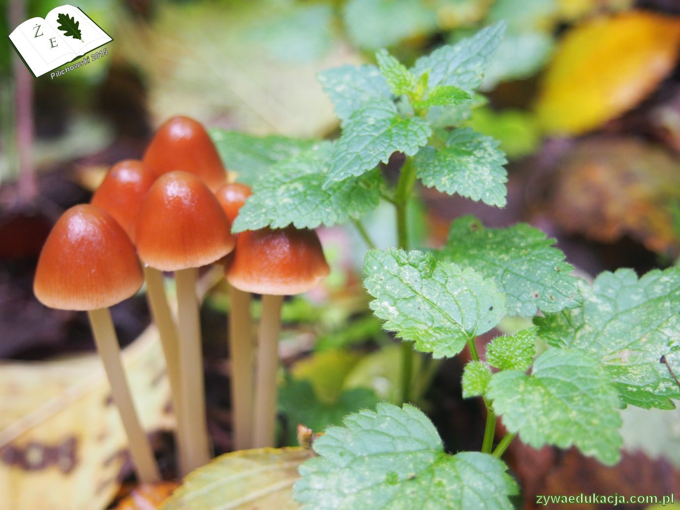 rezerwat przyrody Bukowa Góra gmina Otyń Sebastian Pilichowski Żywa Edukacja Miejski Druid