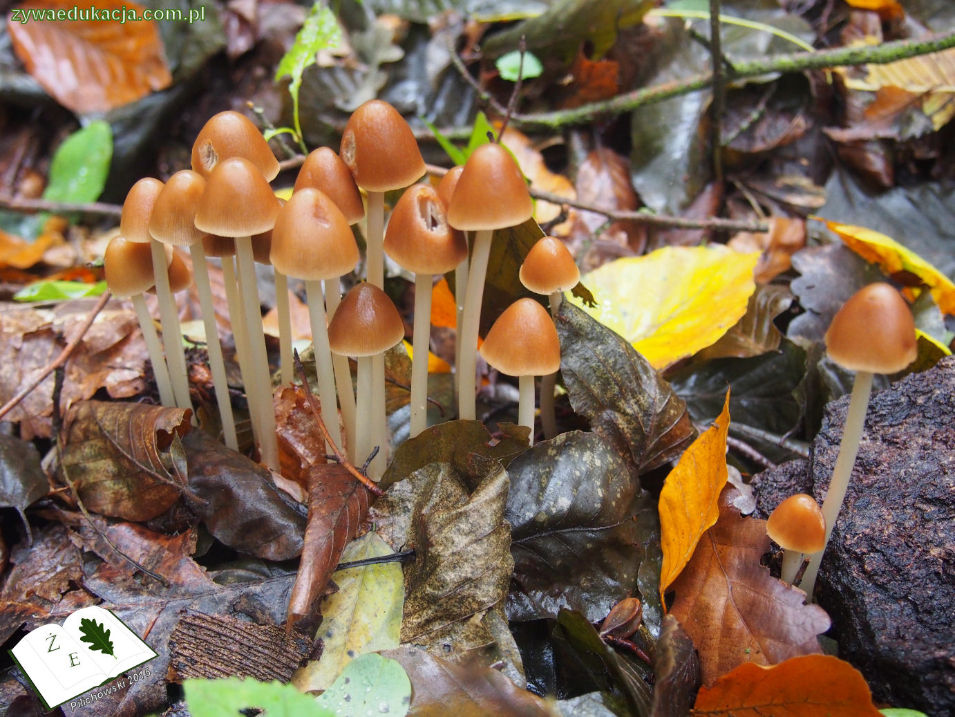 rezerwat przyrody Bukowa Góra gmina Otyń Sebastian Pilichowski Żywa Edukacja Miejski Druid