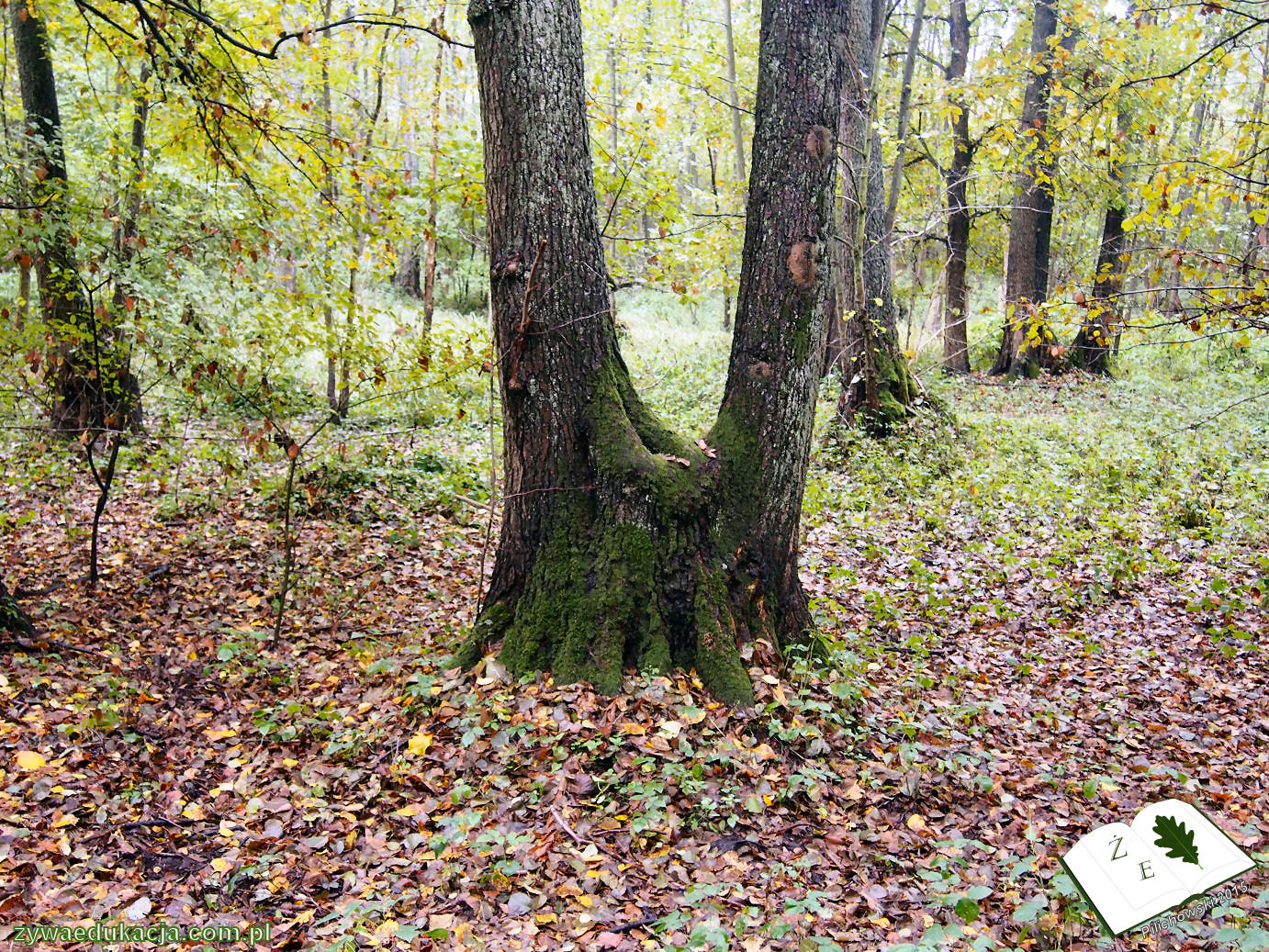 rezerwat przyrody Bukowa Góra gmina Otyń Sebastian Pilichowski Żywa Edukacja Miejski Druid