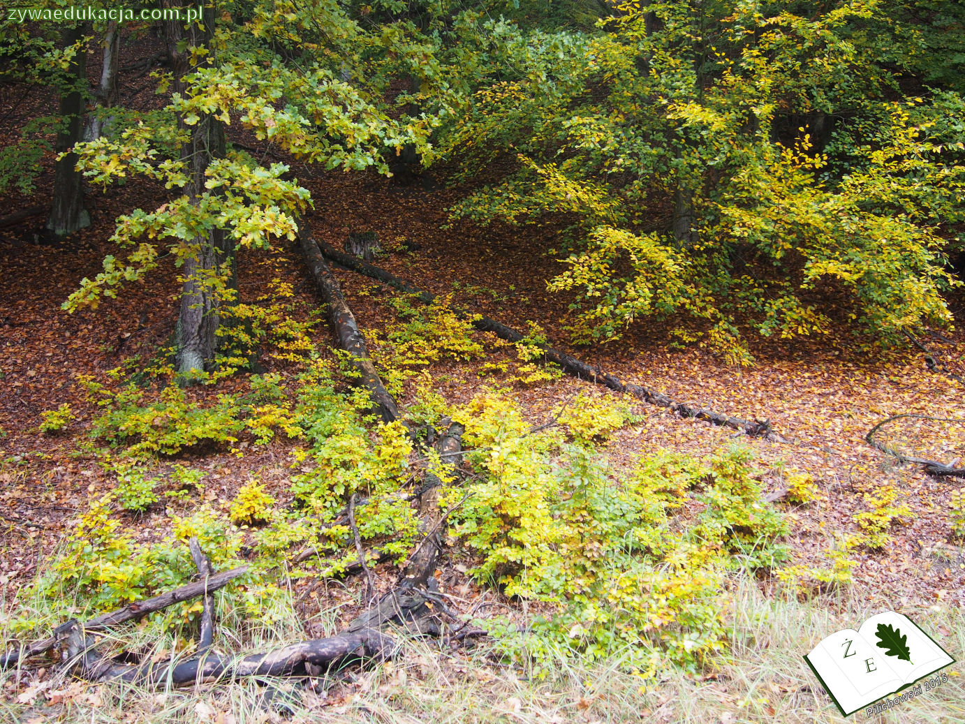 rezerwat przyrody Bukowa Góra gmina Otyń Sebastian Pilichowski Żywa Edukacja Miejski Druid