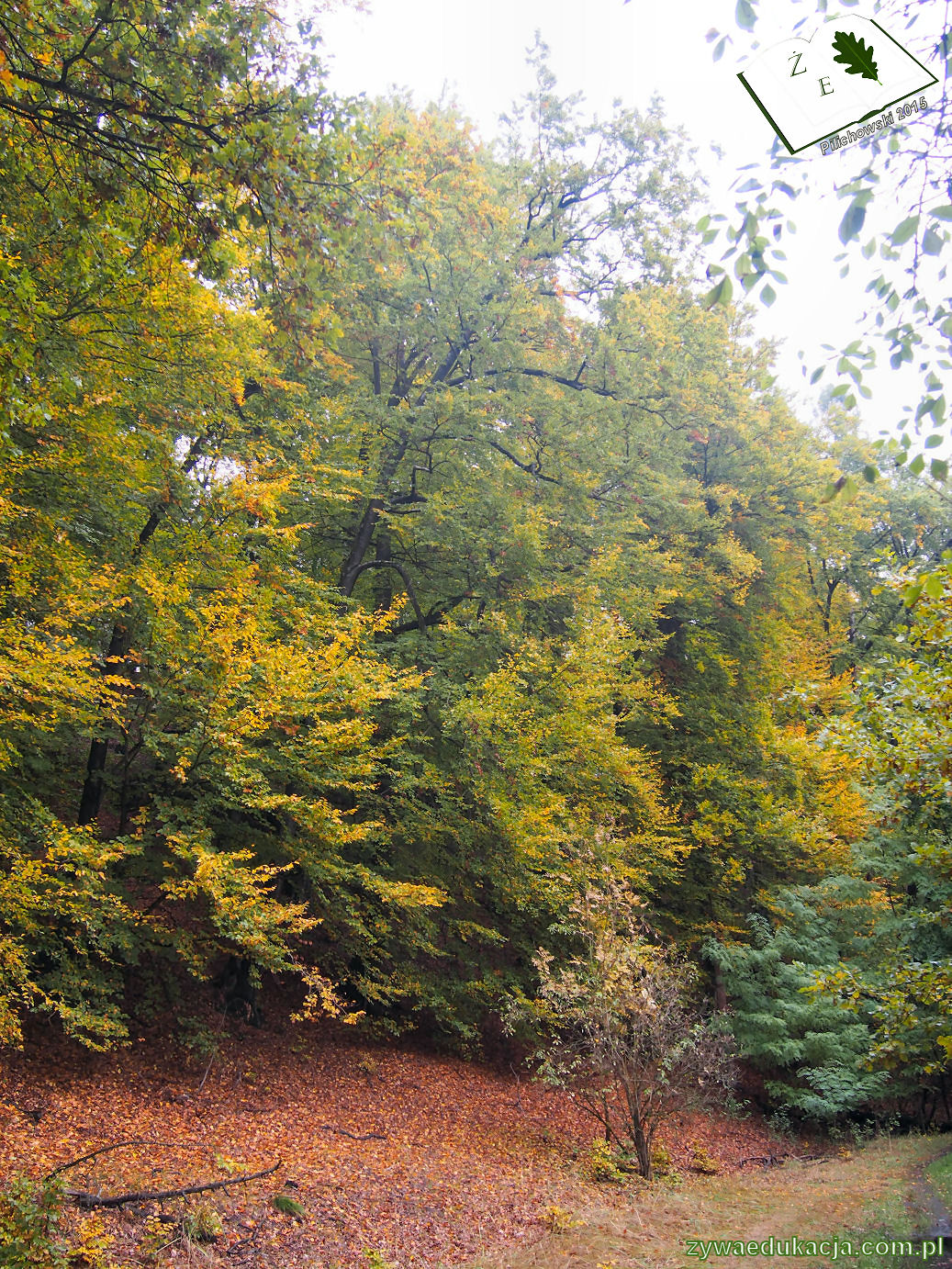 rezerwat przyrody Bukowa Góra gmina Otyń Sebastian Pilichowski Żywa Edukacja Miejski Druid