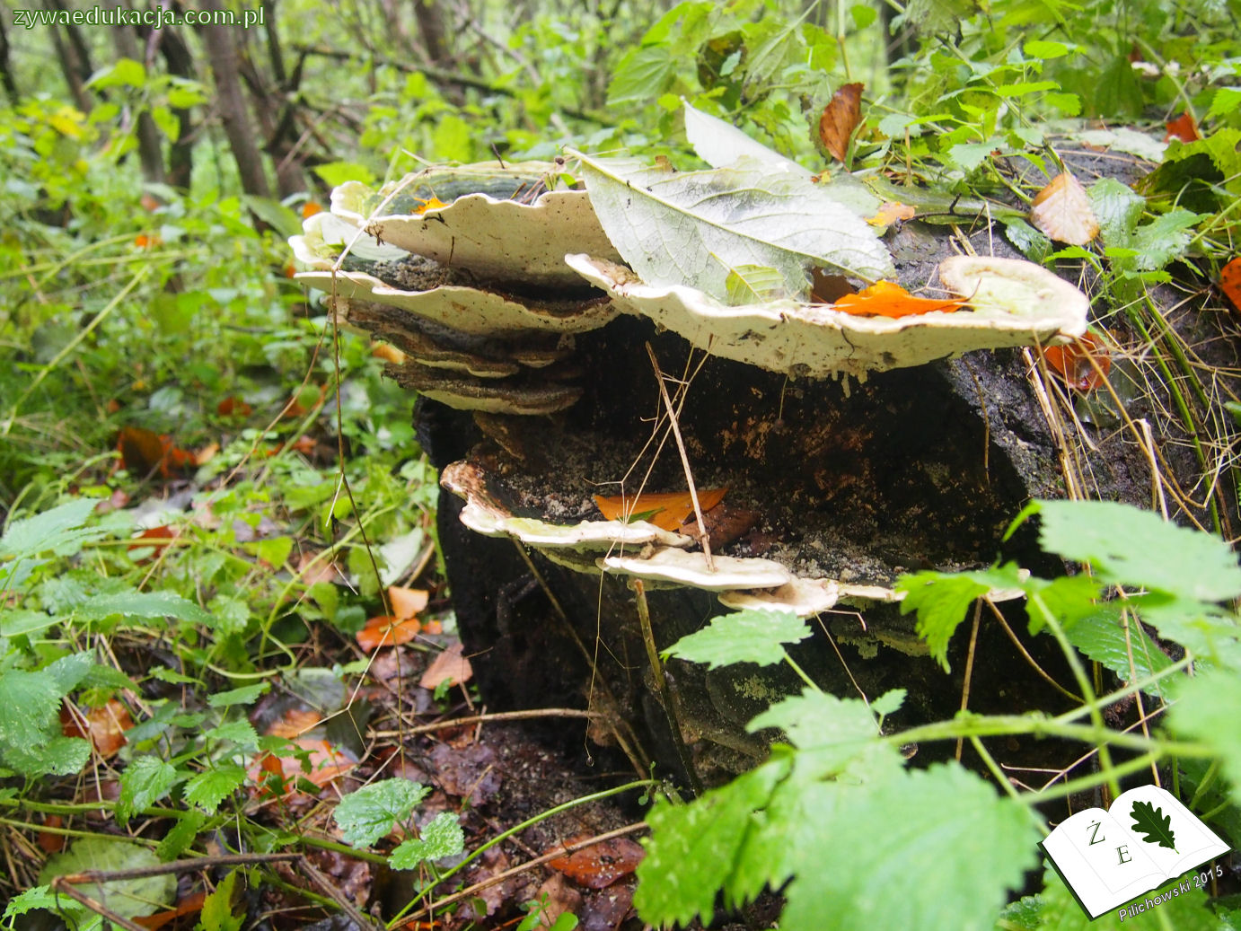rezerwat przyrody Bukowa Góra gmina Otyń Sebastian Pilichowski Żywa Edukacja Miejski Druid