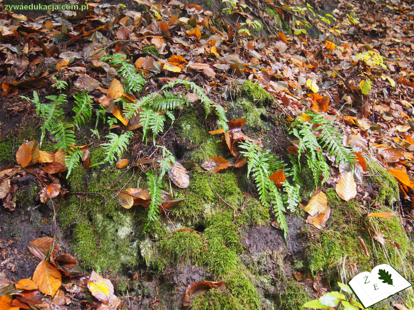 rezerwat przyrody Bukowa Góra gmina Otyń Sebastian Pilichowski Żywa Edukacja Miejski Druid