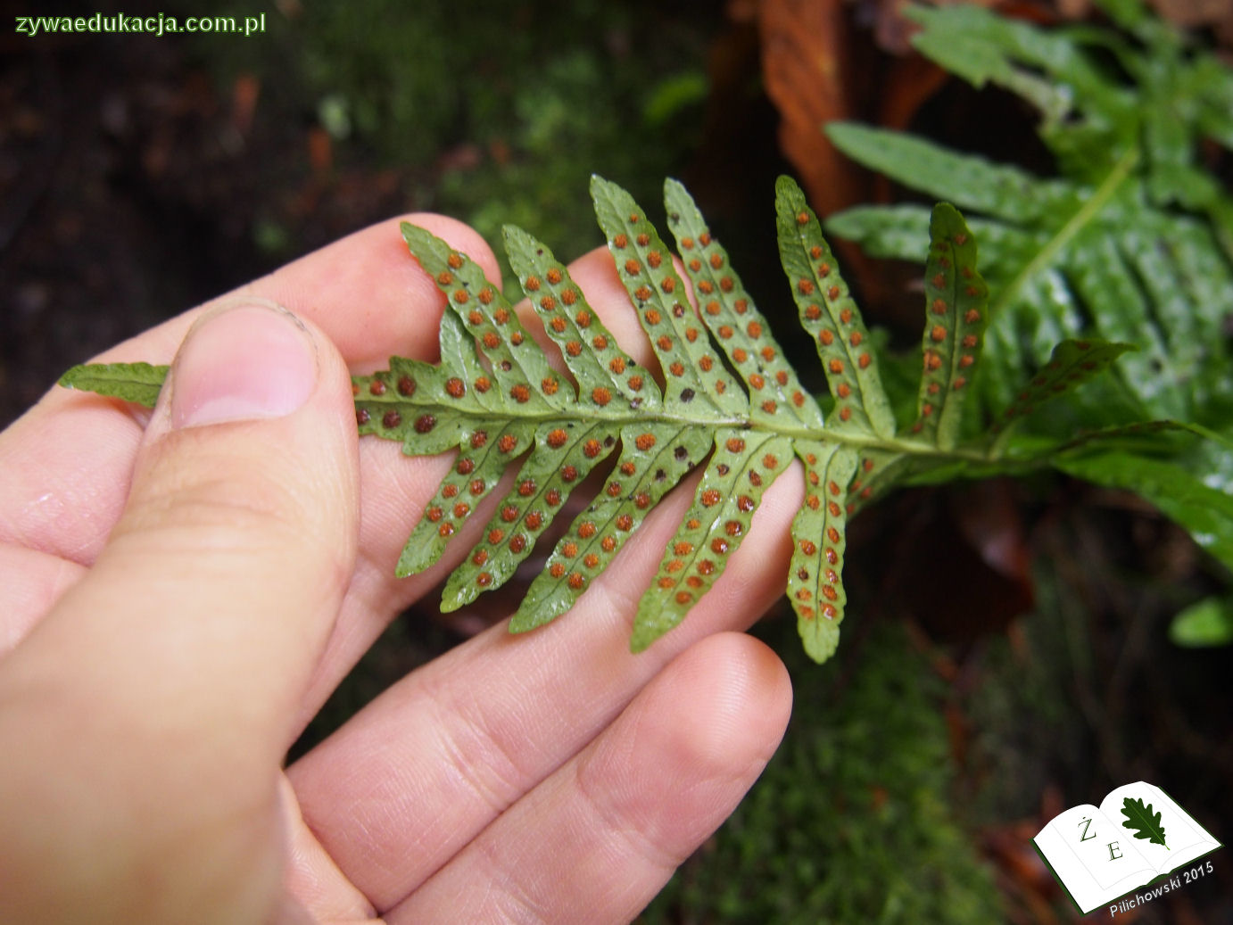 rezerwat przyrody Bukowa Góra gmina Otyń Sebastian Pilichowski Żywa Edukacja Miejski Druid