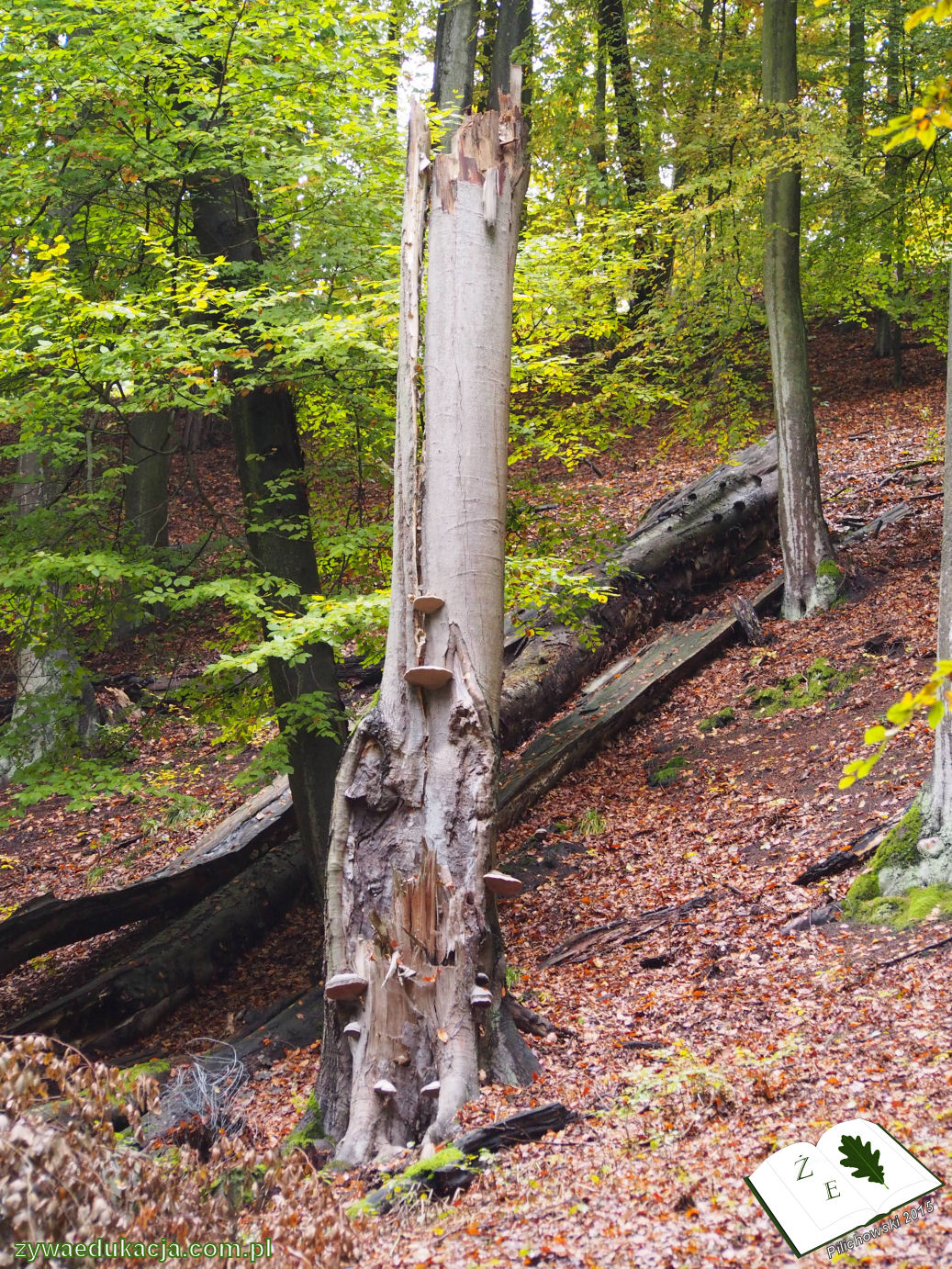 rezerwat przyrody Bukowa Góra gmina Otyń Sebastian Pilichowski Żywa Edukacja Miejski Druid
