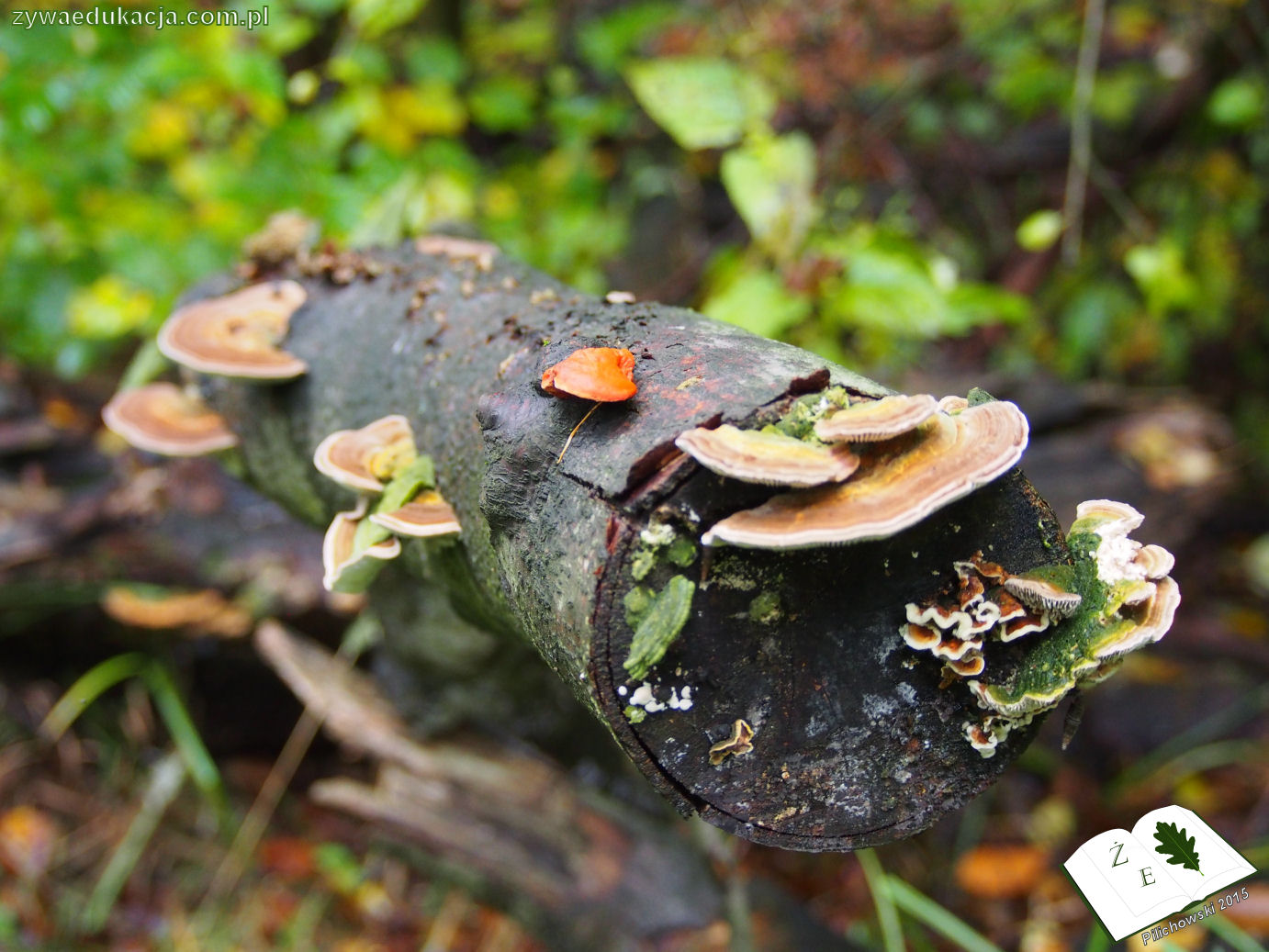 rezerwat przyrody Bukowa Góra gmina Otyń Sebastian Pilichowski Żywa Edukacja Miejski Druid