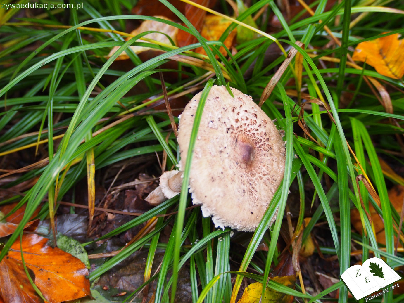 rezerwat przyrody Bukowa Góra gmina Otyń Sebastian Pilichowski Żywa Edukacja Miejski Druid