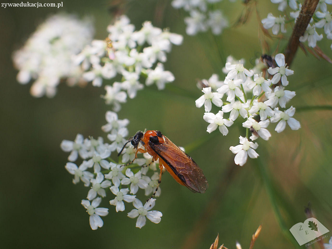 sierakow zw symphyta02